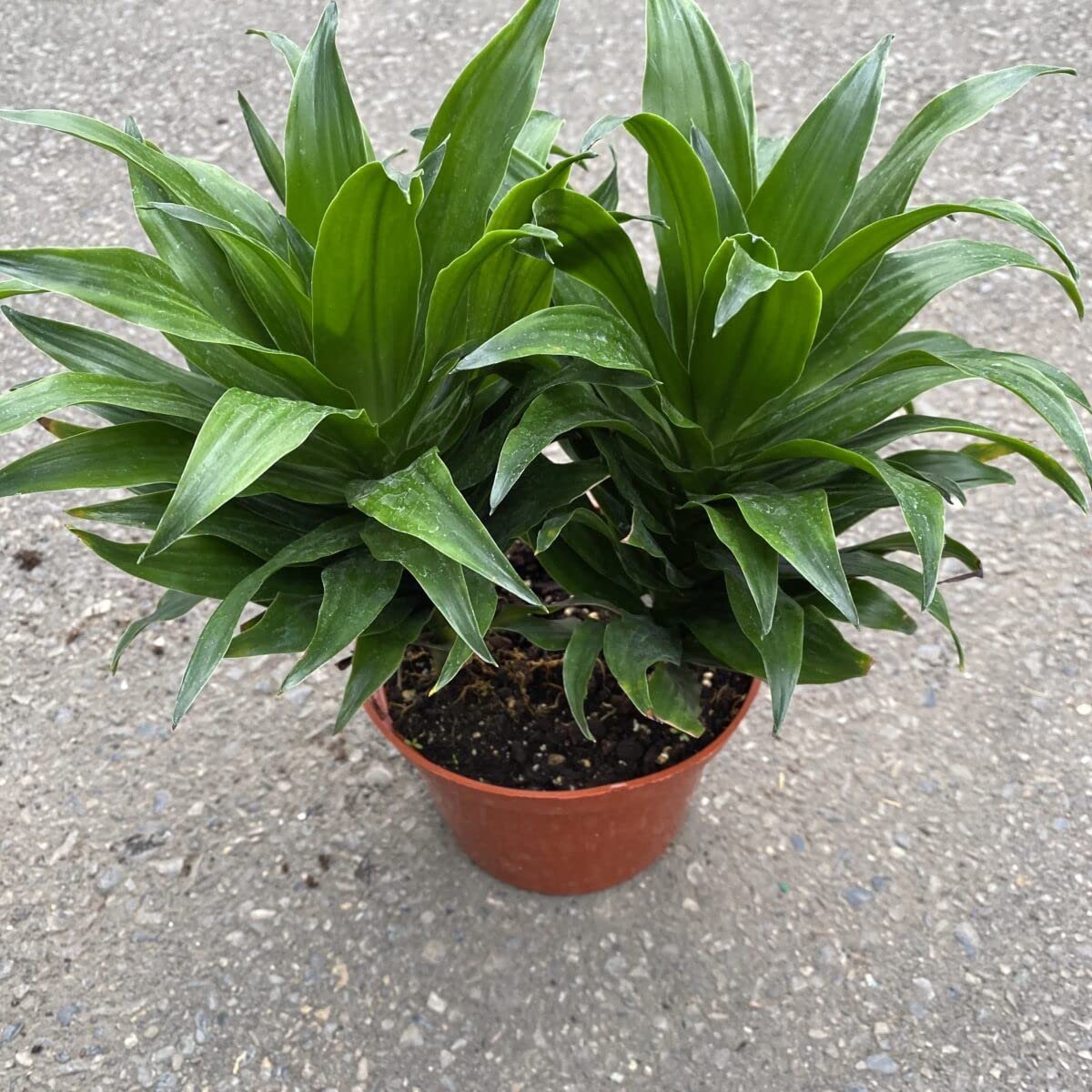 Dracaena Janet Craig Compacta - Live Plant in a 6 Inch Pot - - Dracaena Deremensis ‘Janet Craig Compacta’ - Florist Quality Low Maintenance Indoor Houseplant