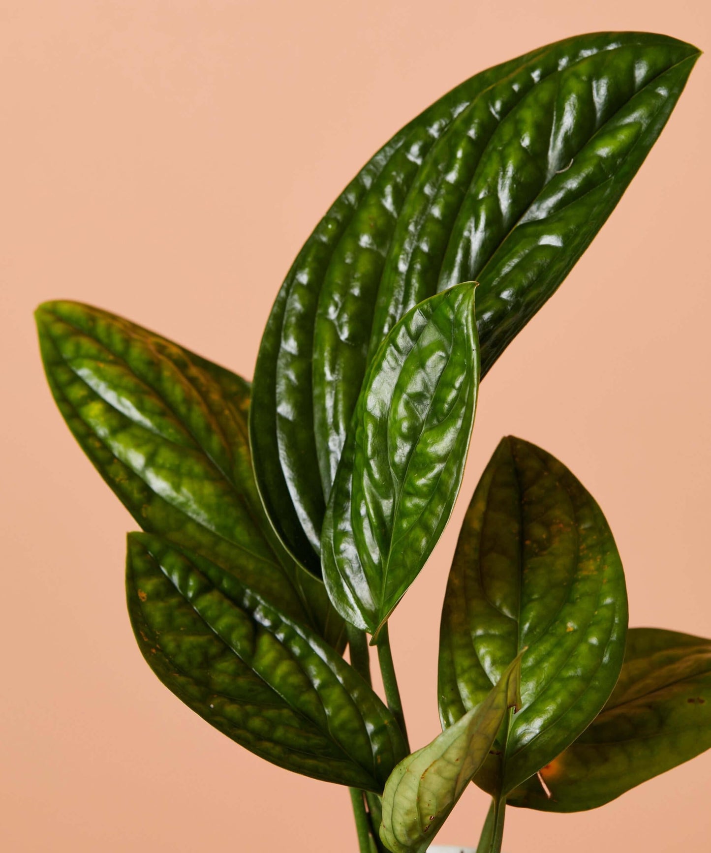 RedCrocus - RedCrocus Peru Monstera Deliciosa 'Peru' - Indoor Tropical Foliage Plant, Large Perforated Glossy Leaves, Pet & Deer Resistant, Indoor & Container Friendly 6" Pot