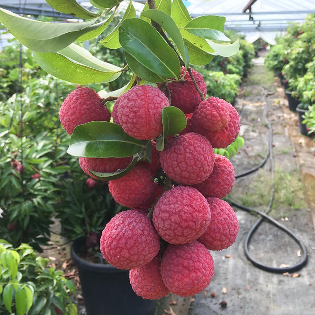 Lychee Fruit Tree Plant, Half Gallon Pot, Lychee Plant Live Sweet Fruit Plant, 10 to 11 Inc Tall