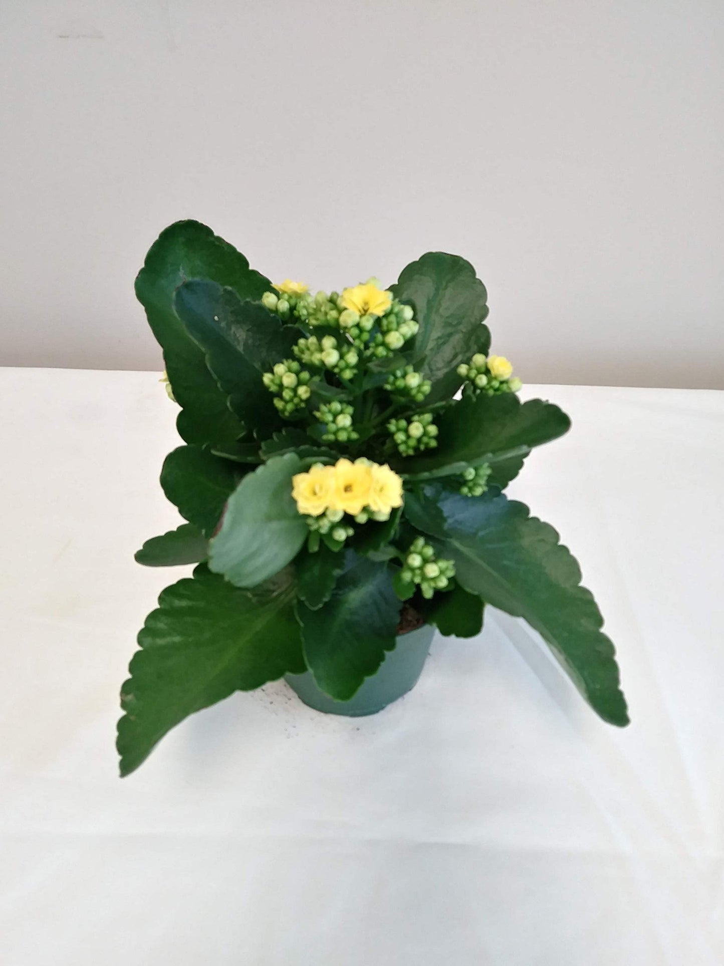 Live 4" Yellow Kalanchoe in 4" Yellow Paint Can Gift Container