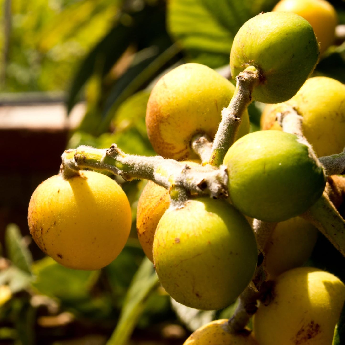 Loquat Plant Live 3 Gallon Pot, Seedling Tropical Outdoor Fruit Tree, Golden Loquat for Growing, 2 to 3 Ft Tall, No Ship to CA