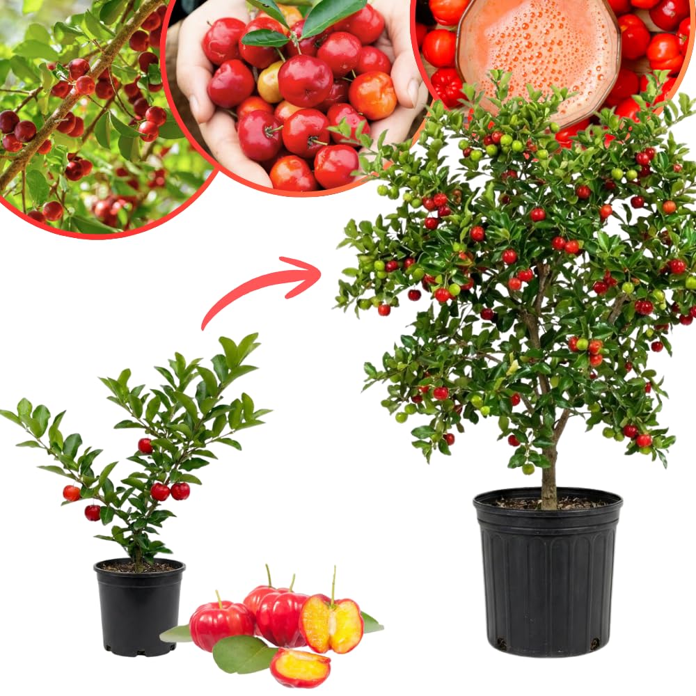 Cherry Plant Live 4-8 Inch, Edible, Sweet, High Yielding Fruit Tree, Container and Garden Planting, No Pot (Barbados Cherry)