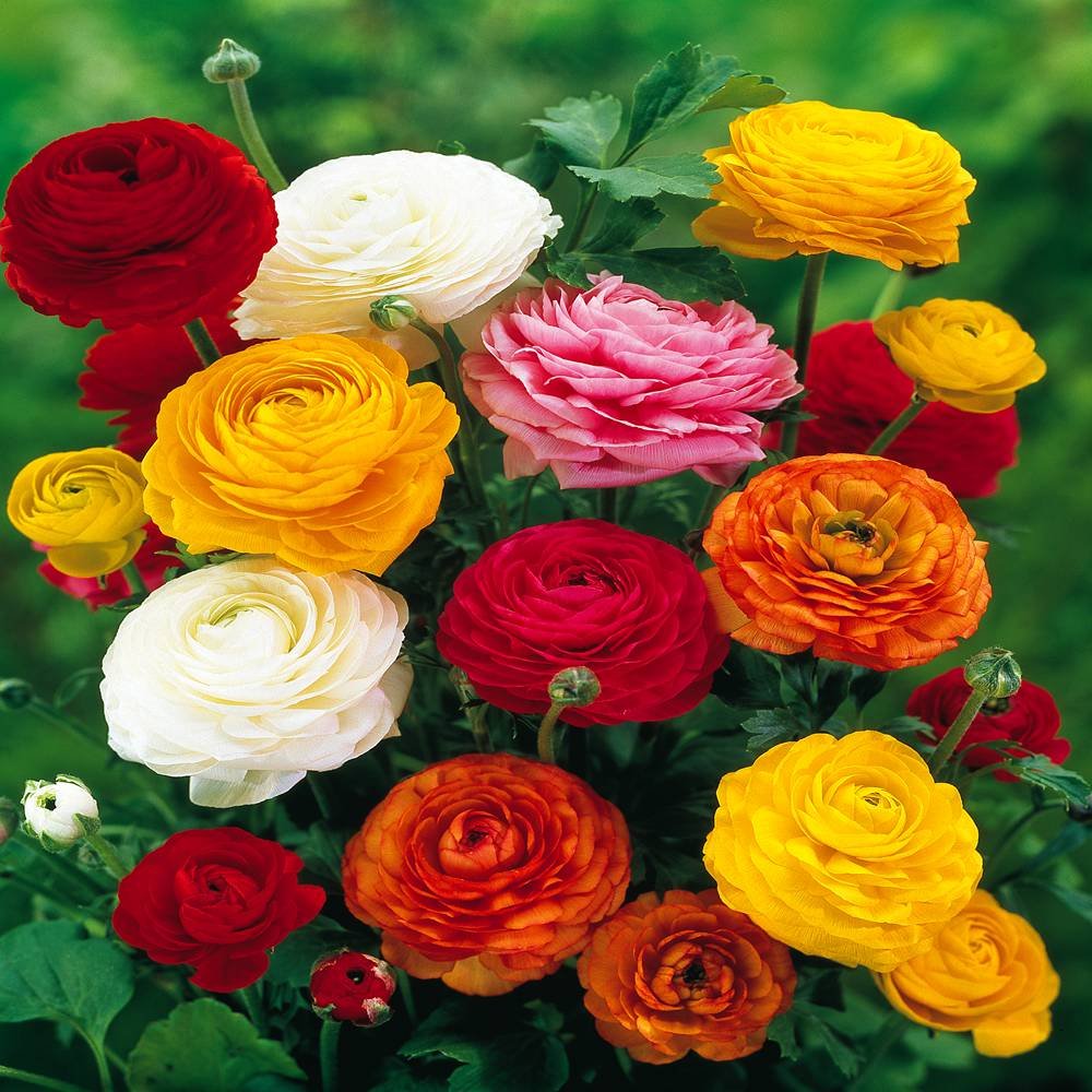 Ranunculus Asiaticus, Mixed Colors (20 Bulbs)