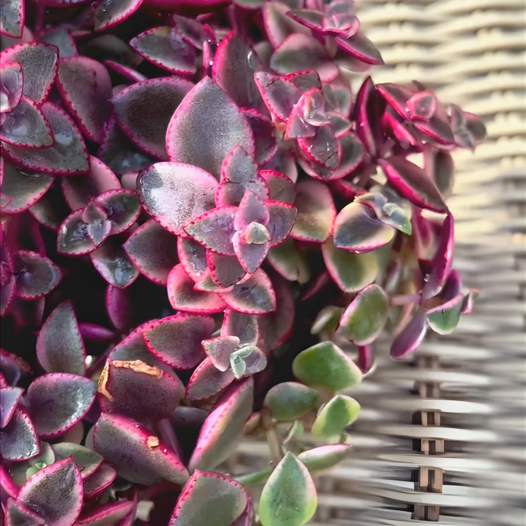 Calico Kitten Succulent Live in 4 Inch Pot | Pink Variegated Trailing Plant | Great for Window Ledges, Office Corners, and Compact Plant Displays