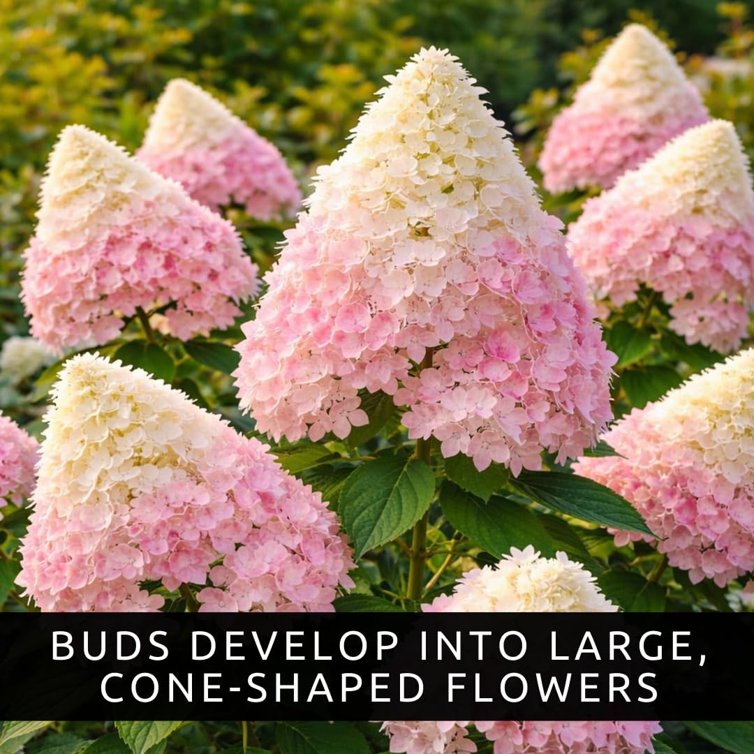Pee Gee Hydrangea Live Plants – Hydrangea Paniculata ‘Grandiflora’ – Large Pink & White Cone-Shaped Blooms – Hardy Flowering Landscape Shrub – Live Garden Plant (3 Plants)