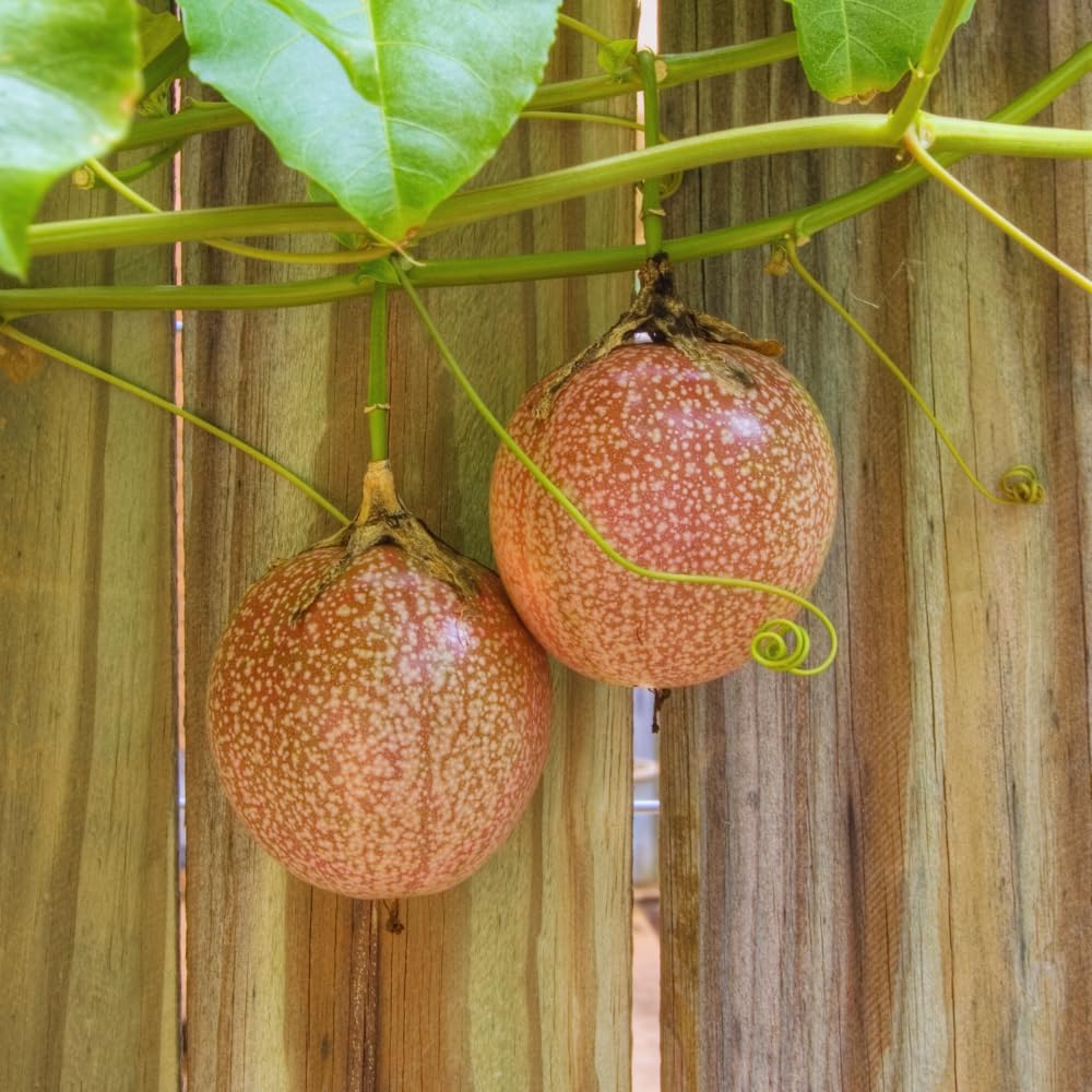 Set 2 Purple Passion Fruit Plants Live, Passionfruit Live Plant, 4'' Tall