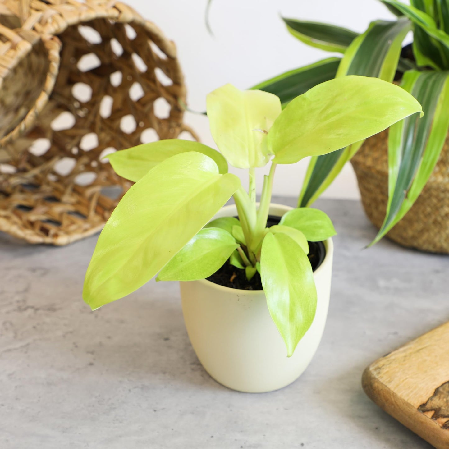 Live Philodendron Houseplants (3PK) Indoor Houseplant Philodendrons Mix Pack, Real Plant Box, Rotating Assortment