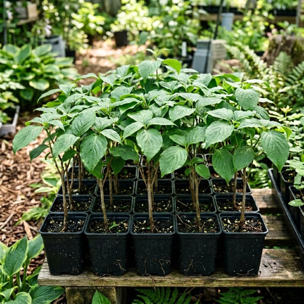White Dogwood Tree Live Plant in Quart Pot, 8-10 Inches Tall, Dogwood Trees, White Flower for Spring Blooms
