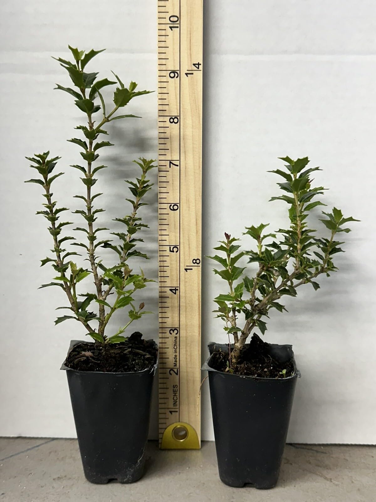 Live Plant - Party Princess 'Kaori Hime' Fragrant Sweet Tea Olive Osmanthus Fragrans-Starter