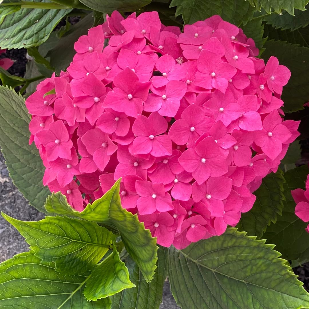 Hydrangea Live Plant in 2.5 Inc Pot, Hydrangea Tree Shrub Bush Perennial Outdoor Planting, Change Color Each Season (Rebloomer Pink Purple)