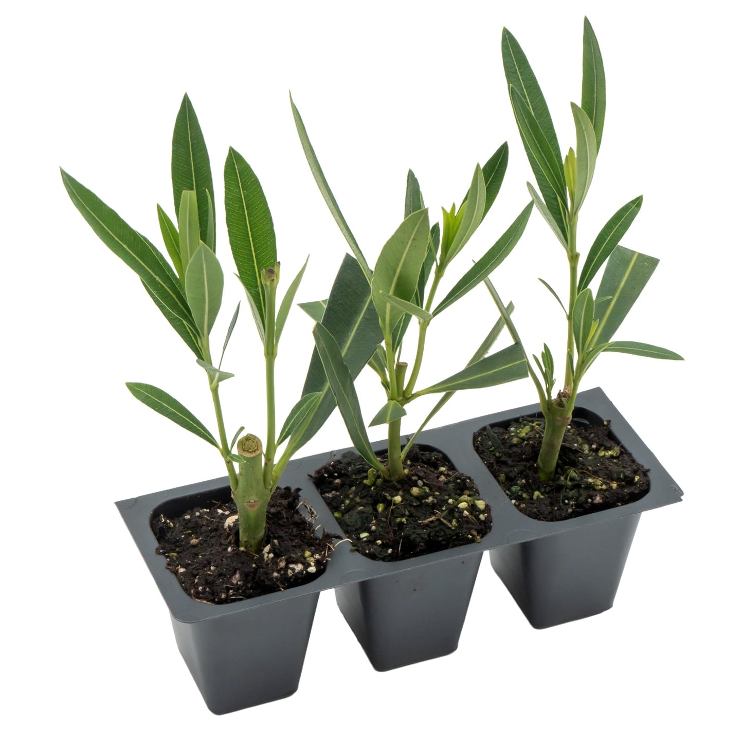 3 White Oleander (Nerium Oleander ‘Sister Agnes’) | Fast-Growing Evergreen Flowering Shrub with Pure White Blooms and Dense Green Foliage | 2.5” Nursery Cubes, Ready-to-Plant Live Starter Plants