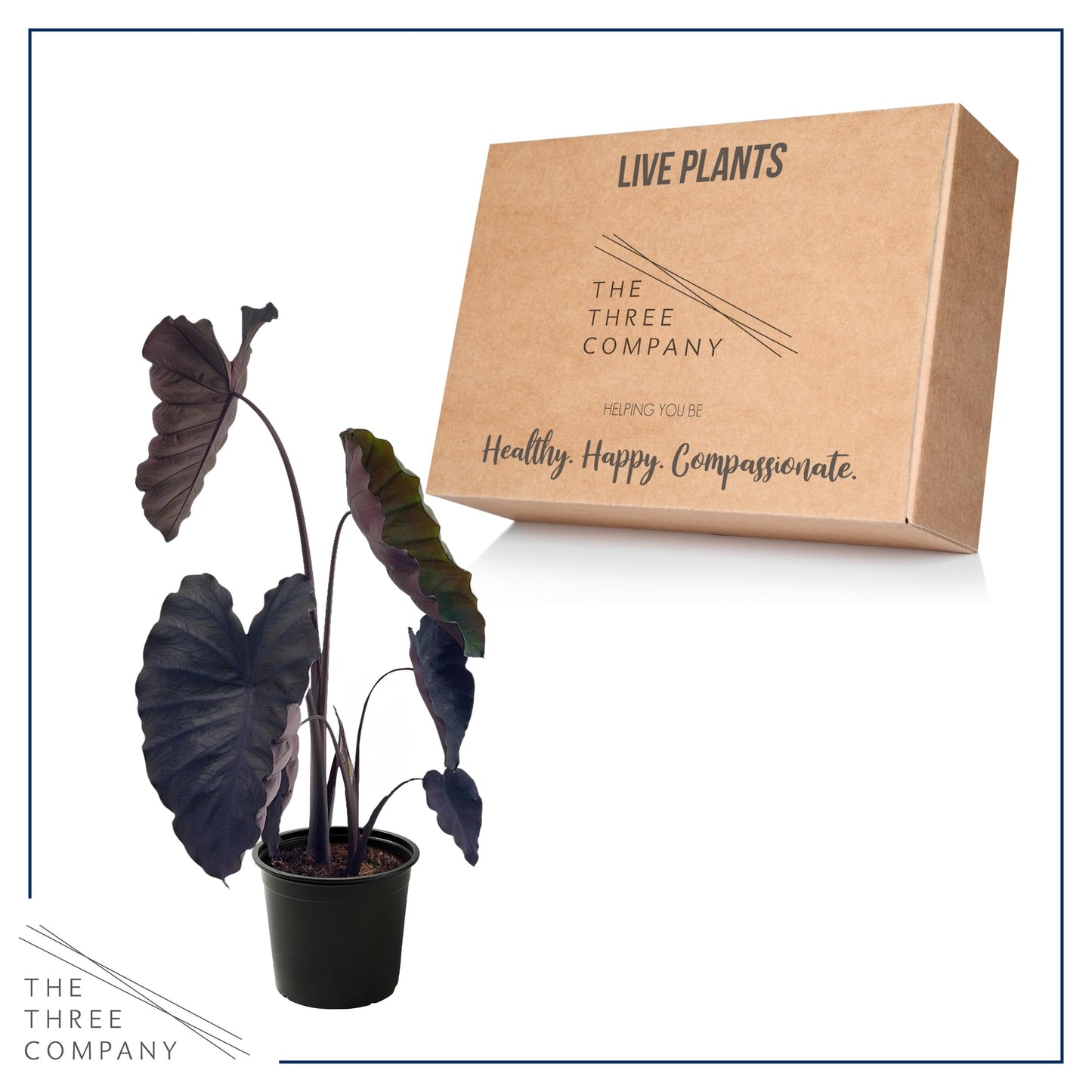 Live Colocasia - Redemption, 10” Tall by 5” Wide in 1.76 Qt Pot, Trimmed Back for Shipping Purposes