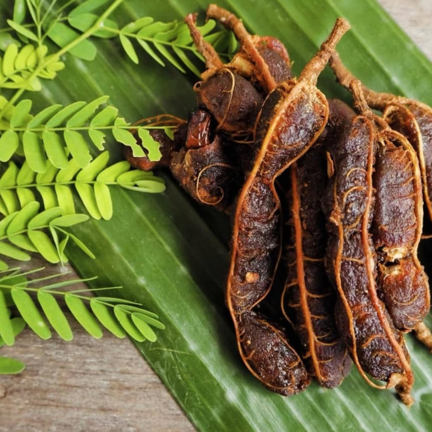 Tamarind Tree Live Plant, Tropical Tamarind Fruit Tree, 2-3 Feet in Gal Pot, Outdoor Planting