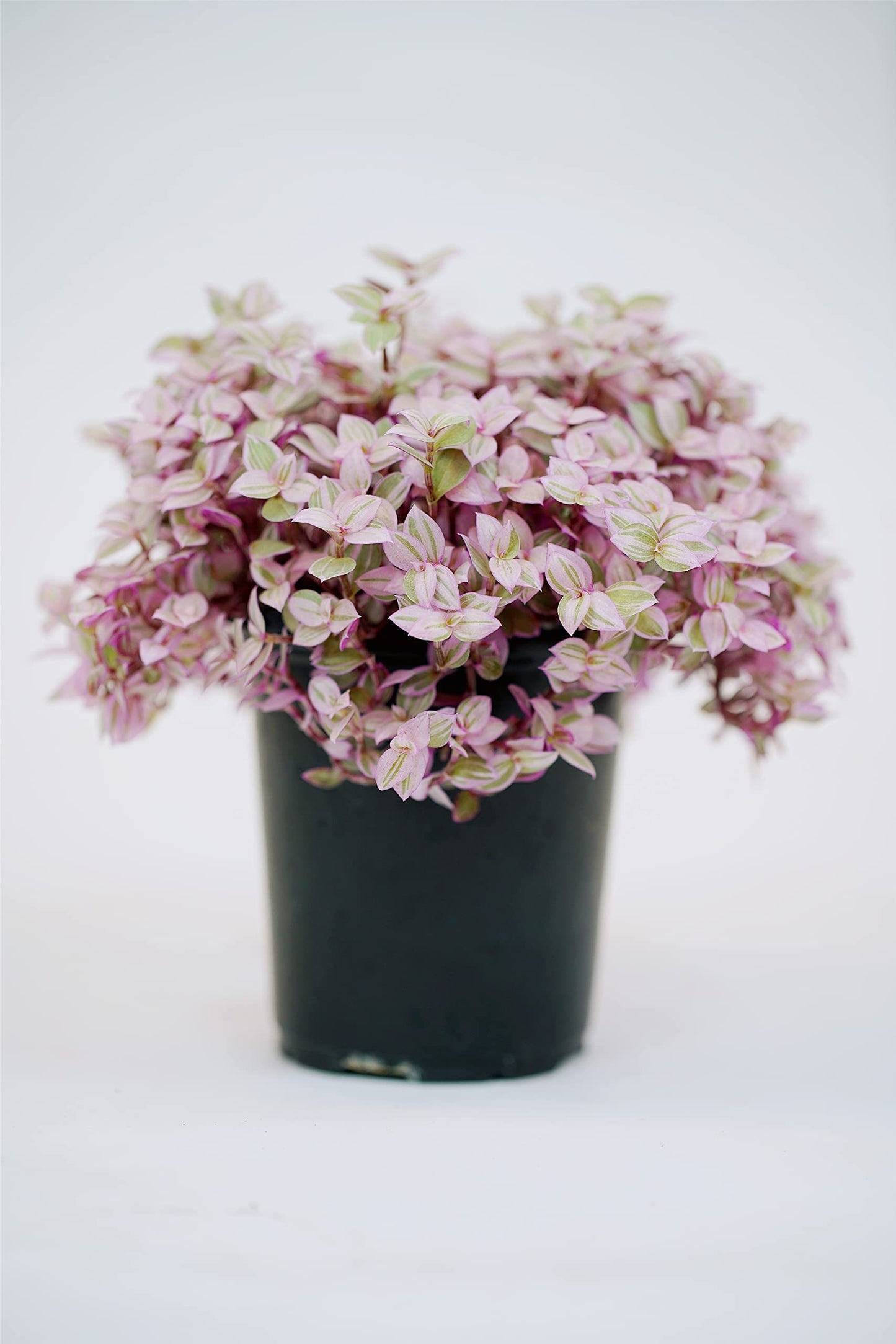 Callisia Pink Panther in Grow Pot