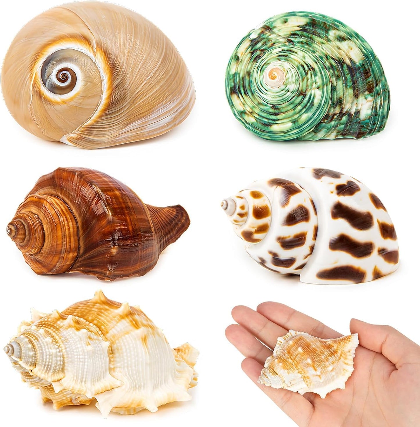 WeDoSoy 5PCS Hermit Crab Shells | Natural Sea Conch Size 2.1" - 2.8", Opening Size 0.9" - 1.5" | Medium Large Turbo Seashells for Hermit Crab Supplies and Beach Decoration Sea Shell