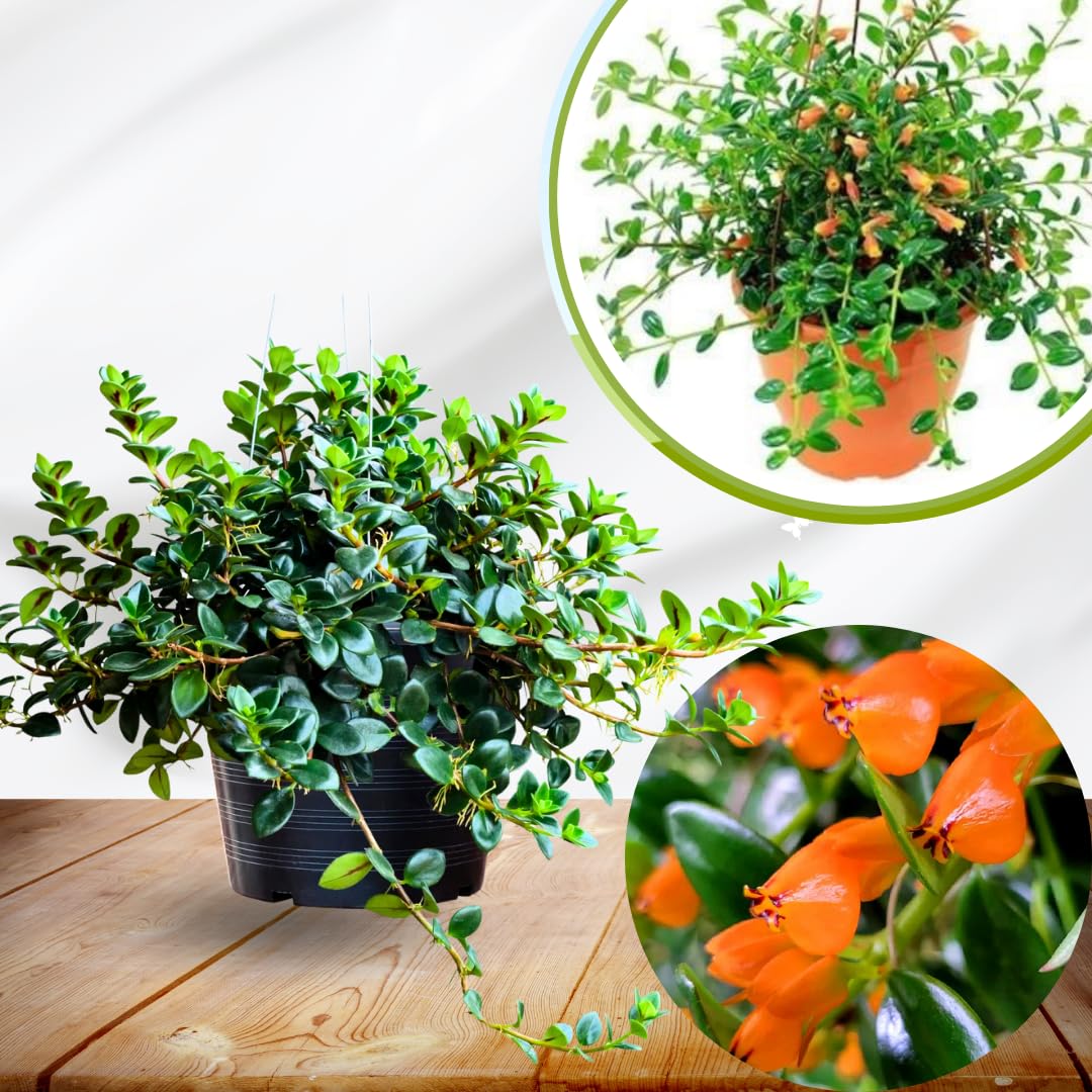 Trailing Goldfish Plant Live in 4" Pot, Tropical Houseplant for Hanging Baskets, Indoor Live Plant with Bright Blooms