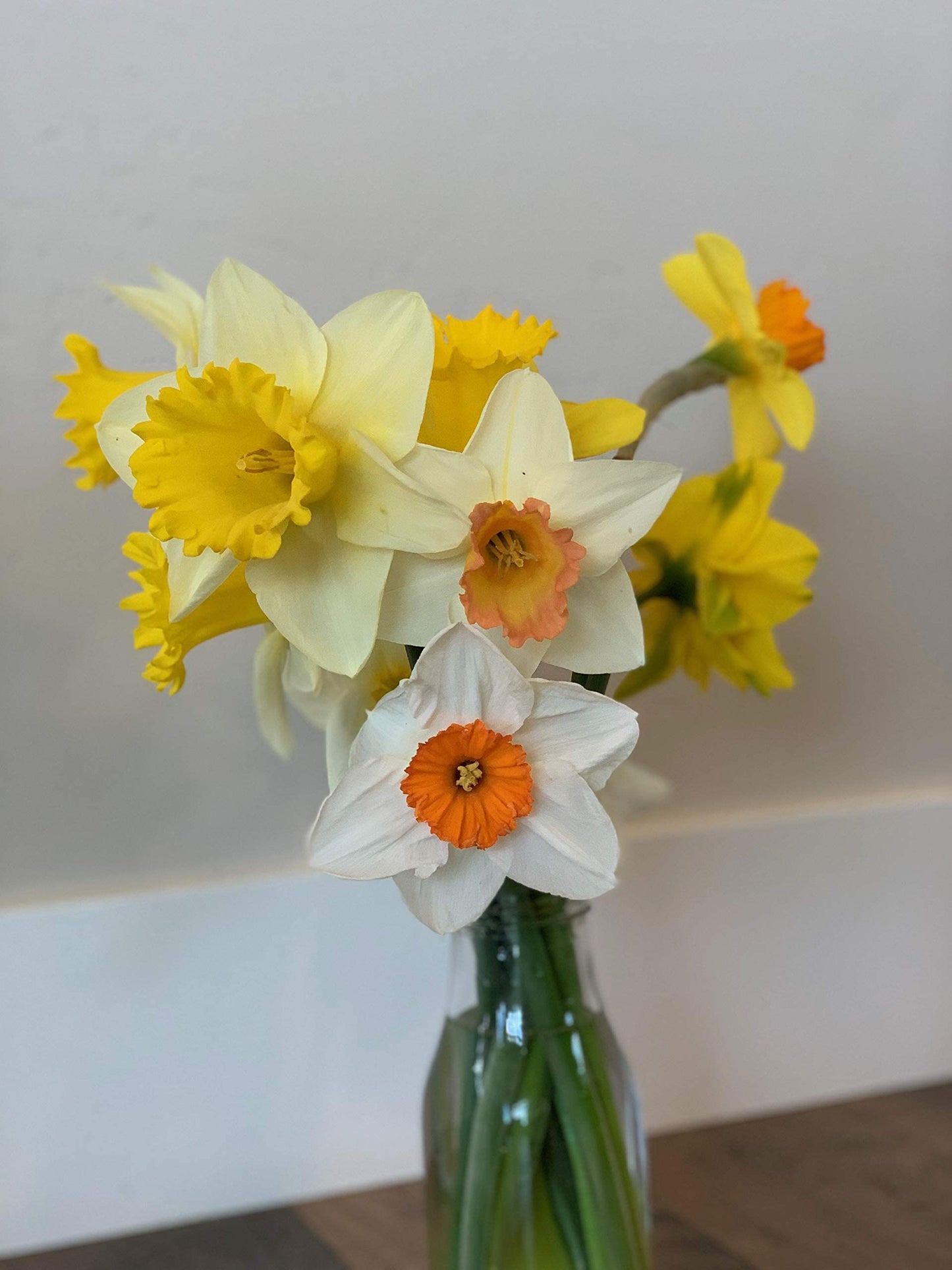 Large Cupped Daffodil Bulbs Sunshine Mix