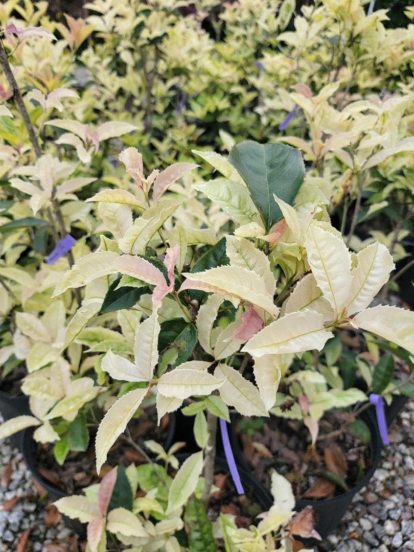Live Plant - Noble Lady Fragrant Tea Olive (Qiannan Guifei) - Live Plant - (2.5 Qt)