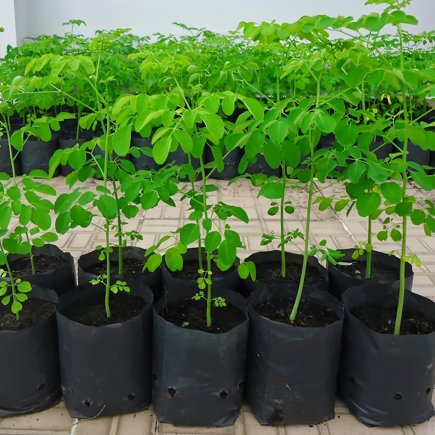 04 Trees Moringa Plants Live for Planting Oleifera Moringa Live Tree, Well Rooted, Come Without Pot, 6 to 10 Inches Tall