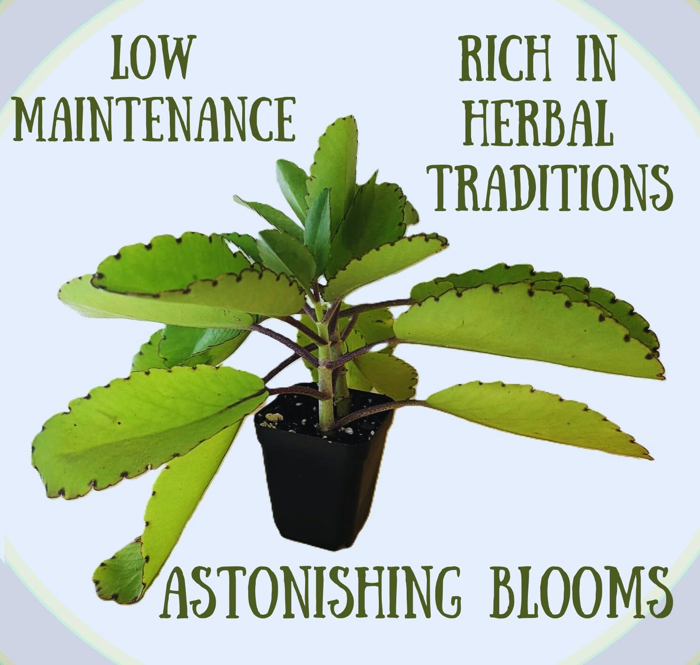 2 Medicinal Kalanchoe Pinnata, Bryophyllum pinnatum, Leaf of Life, Cathedral Bells, Miracle Leaf, Life Plant, Goethe Plant in 2.7" Pot
