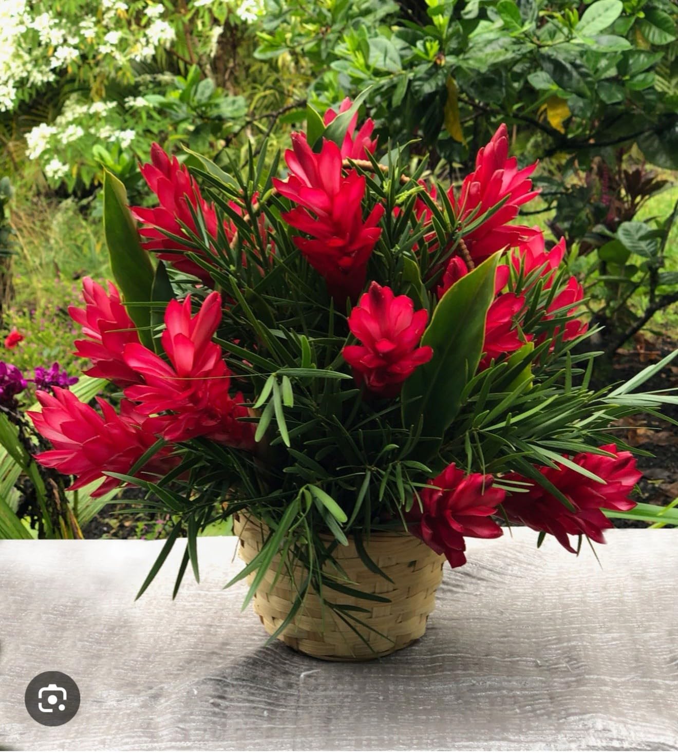 Live Plant - Hawaiian Red Ginger-Alpinia Purpurata- Small Rooted Starter Plant