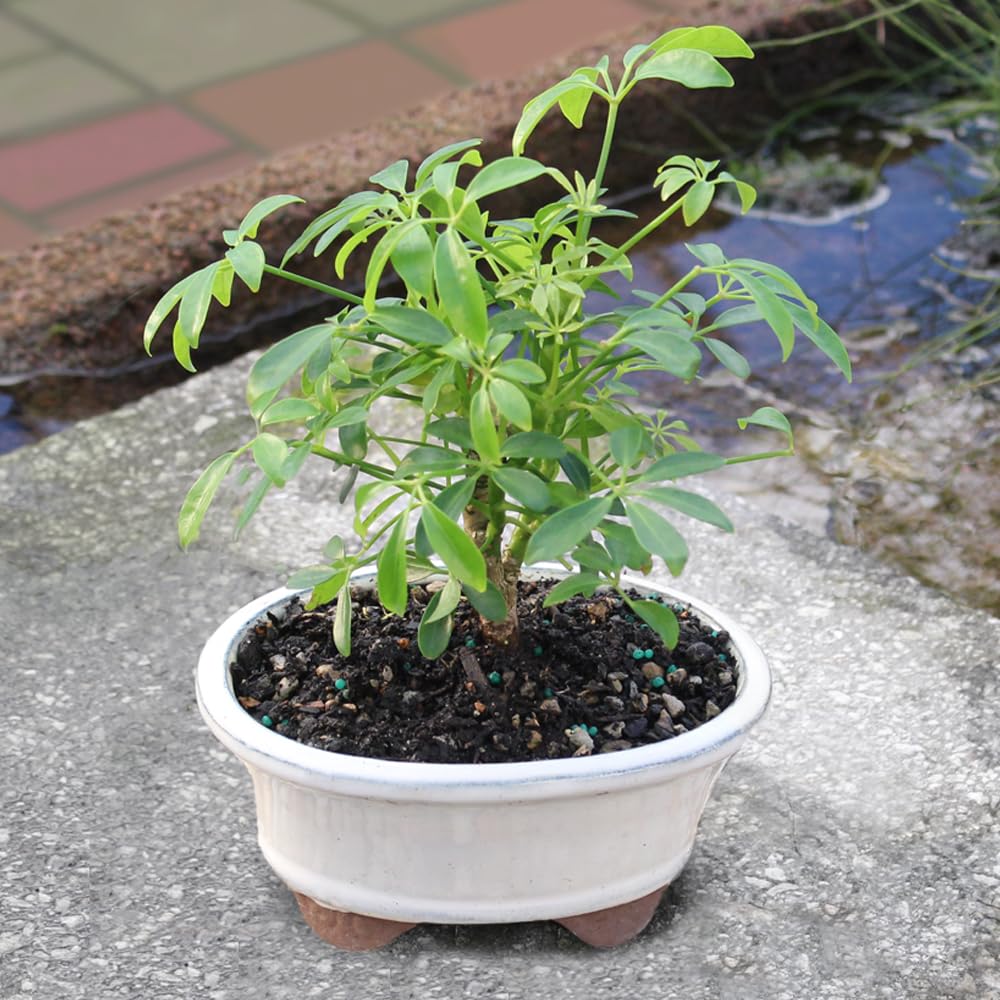 Brussel's Bonsai Live Hawaiian Umbrella Bonsai Tree - Small, 3 Year, 4 to 7 Inches Tall - Indoor Bonsai Tree with Ceramic Bonsai Pot