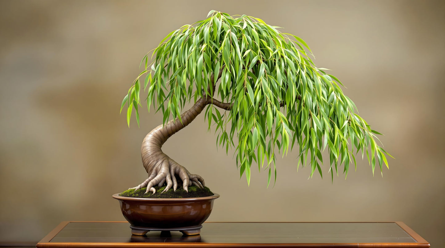 Dwarf Weeping Willow Bonsai Tree Cutting to Grow – Live Indoor Plant for Home & Office Décor | Hand-Trained Miniature Tree with Elegant Cascading Branches - Bonsai Material