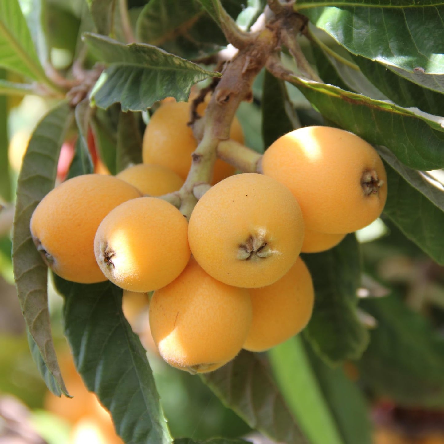 Loquat Plant Live 3 Gallon Pot, Seedling Tropical Outdoor Fruit Tree, Golden Loquat for Growing, 2 to 3 Ft Tall, No Ship to CA