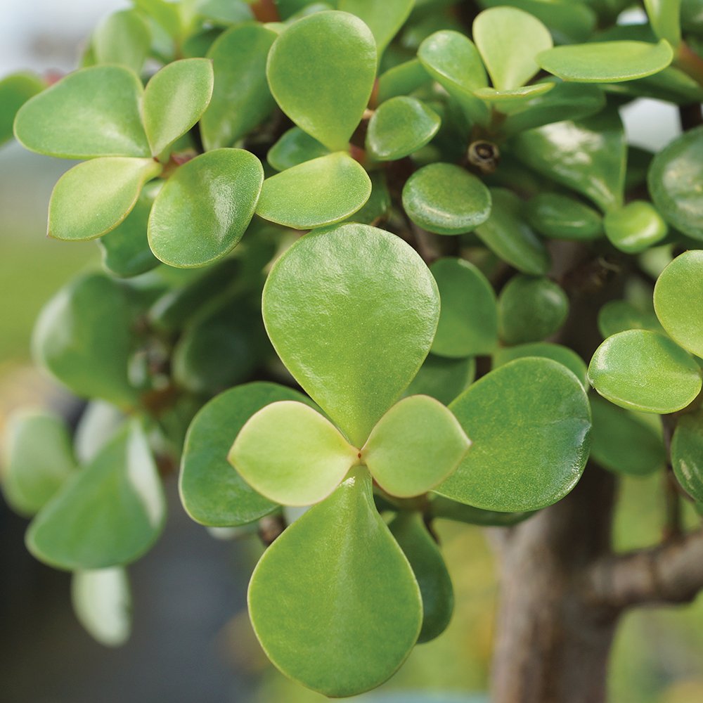 Brussel's Live Dwarf Jade Indoor Bonsai Tree - 3 Years Old; 4" to 6" Tall with Decorative Container