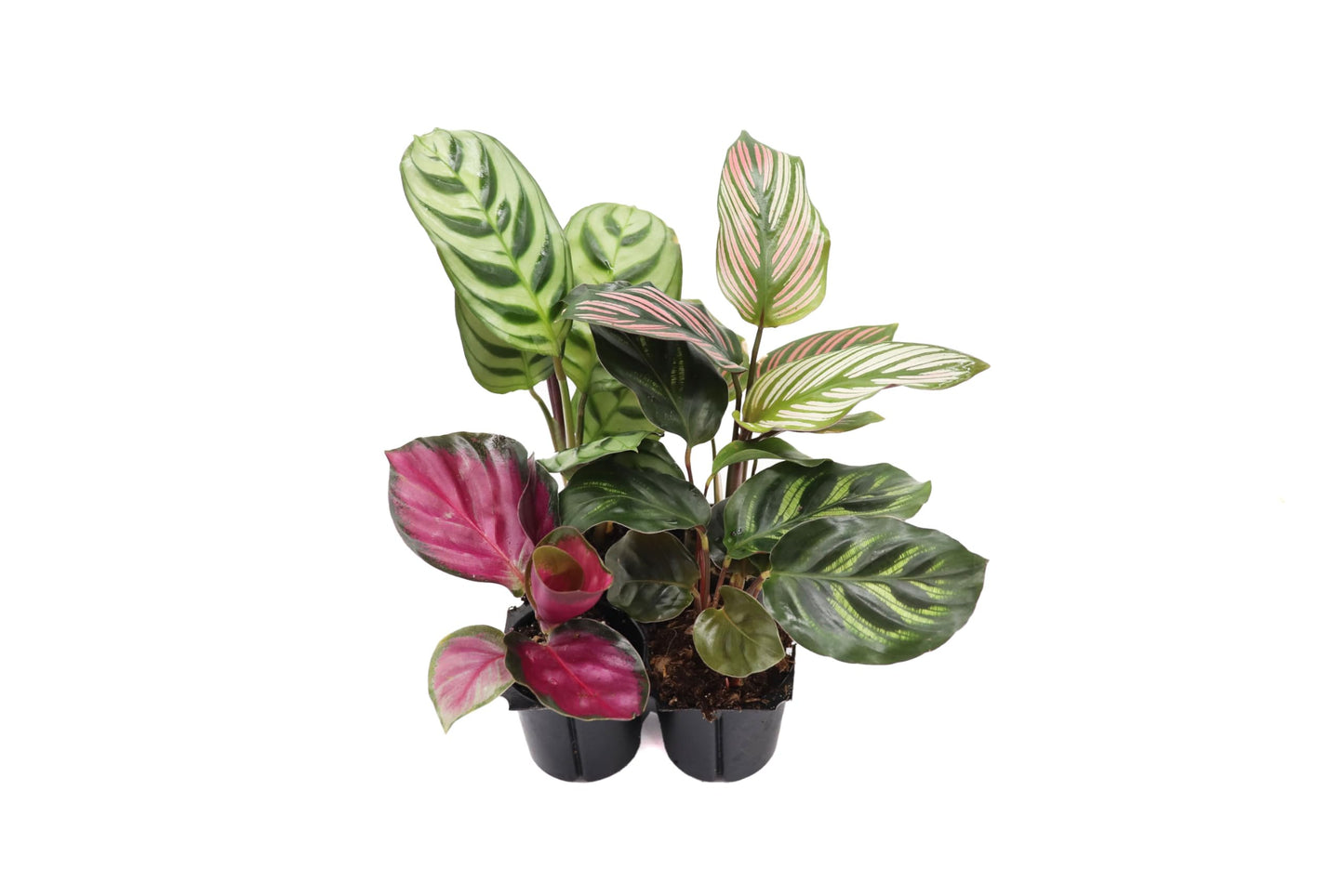 Calathea Classics 4-Pack Starter (Prayer Plants) by California Tropicals