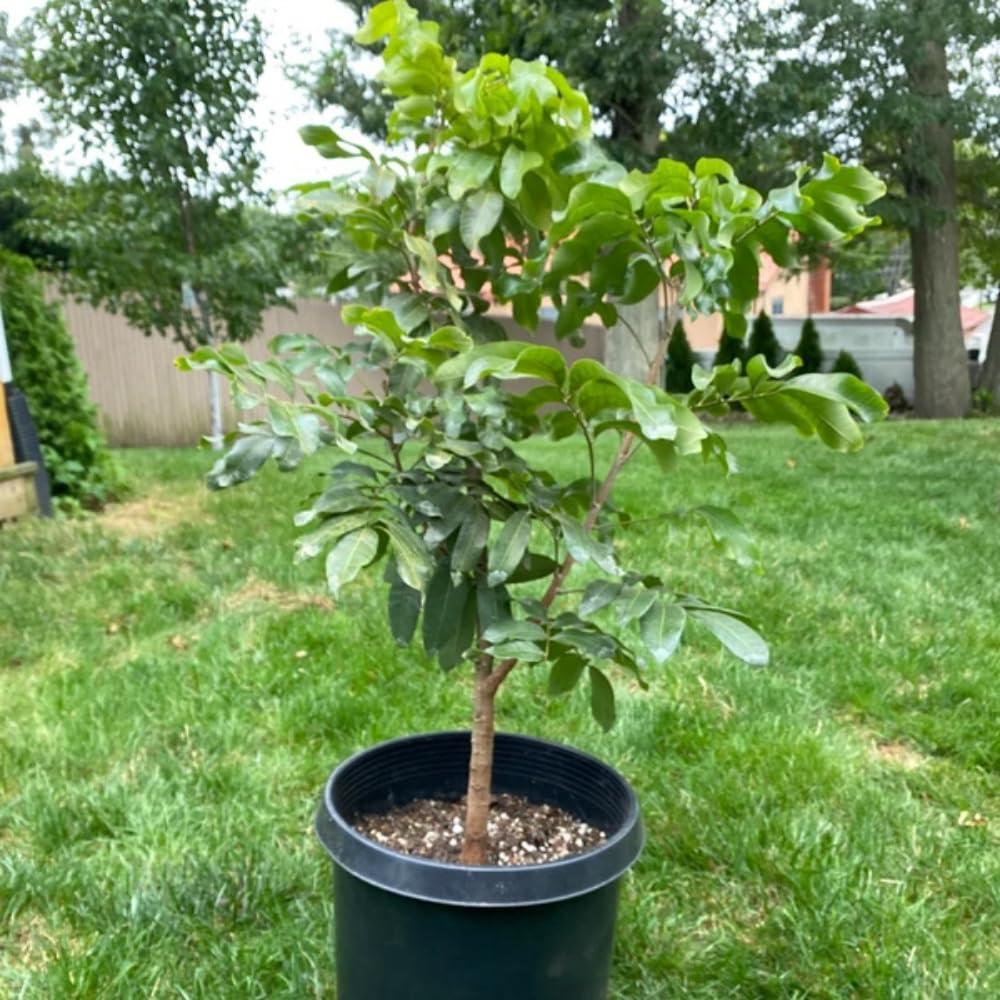 Lychee Tree Live Plant, 3 Gallon Pot, Grafted Lychee Tree, 3-4 Ft Tall Tropical Sweet Litchi Fruits Plant, No Ship to CA
