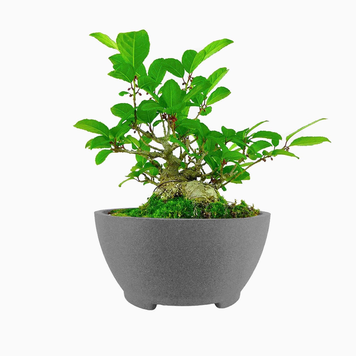 TINYVISTA 8.26” Gray Ceramic Bonsai Pot with Drainage Holes - Large Unglazed Clay Planter for Ficus Trees, Succulents & Indoor Plants, 4" Deep Round