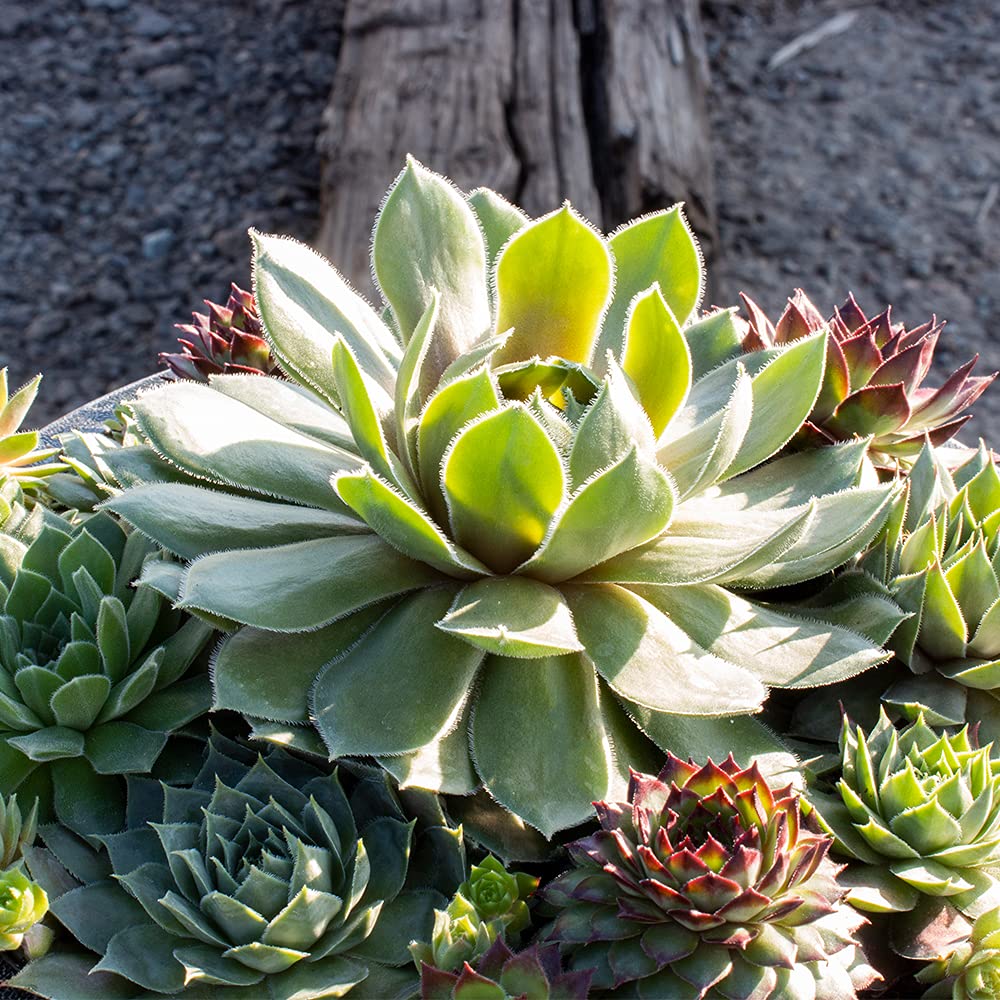 Live Sempervivum Hens and Chicks Succulent Bowl with Mini Plants, Decorative Ceramic Planter by Plants for Pets