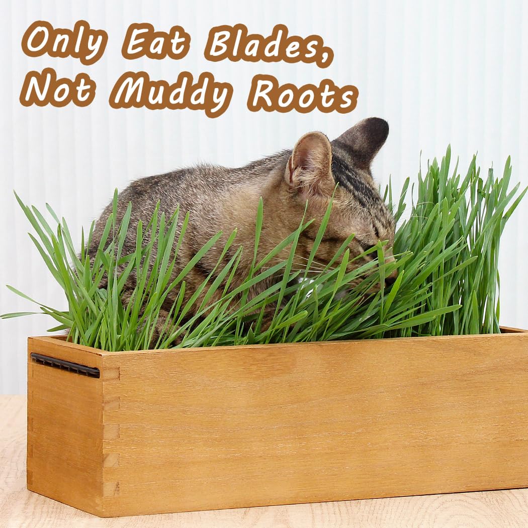 BENPIN Wooden Cat Grass Planter (no Seeds Included) with Potting Soil Disks, Anti-Digging Grid and Removable Plastic Liner, Wheat Grass Growing Pot, Cat Grass Kit for Indoor Cats Pets (Aged Yellow)