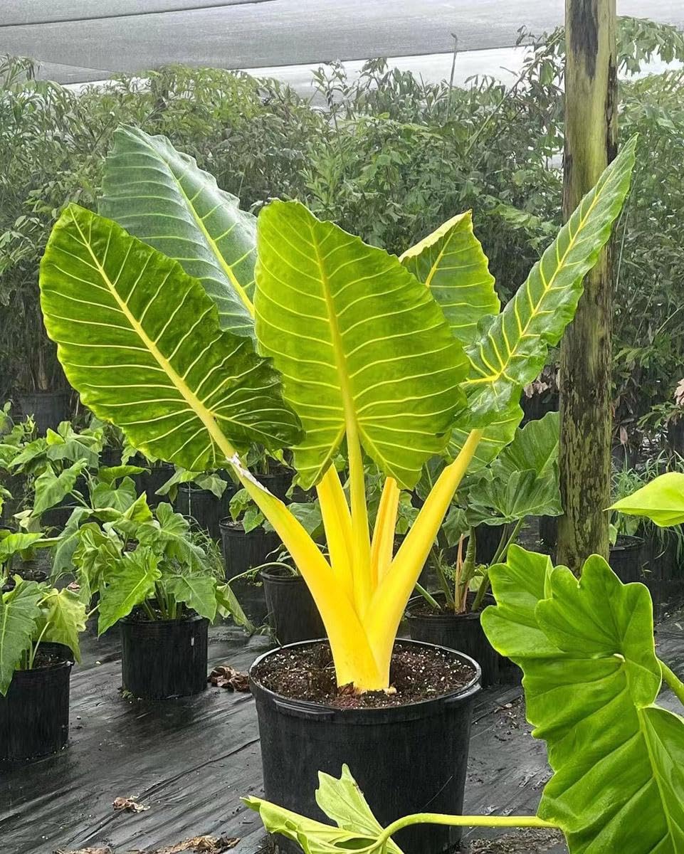 RedCrocus - RedCrocus Alocasia baginda 'Lutea' Elephant Ear Plant - Bright Foliage for Indoors & Gardens - Tropical Accent 14" Pot
