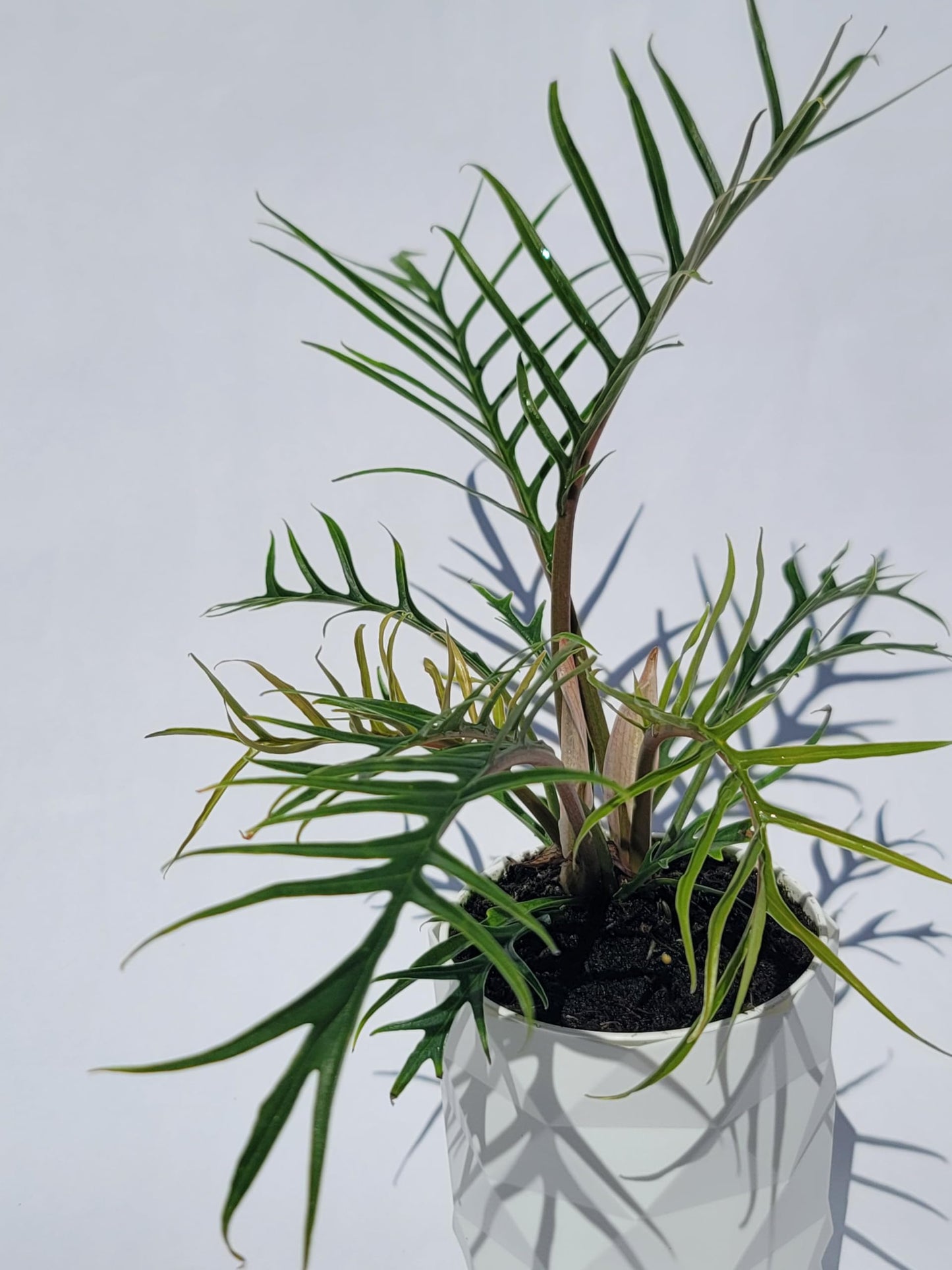 Philodendron Tortum Live Plant | Ships from CA | Available in Modern White Self-Watering Planter | Air Purifying & Pet-Friendly (+ Moden White Self-Watering Planter, Small Plant)