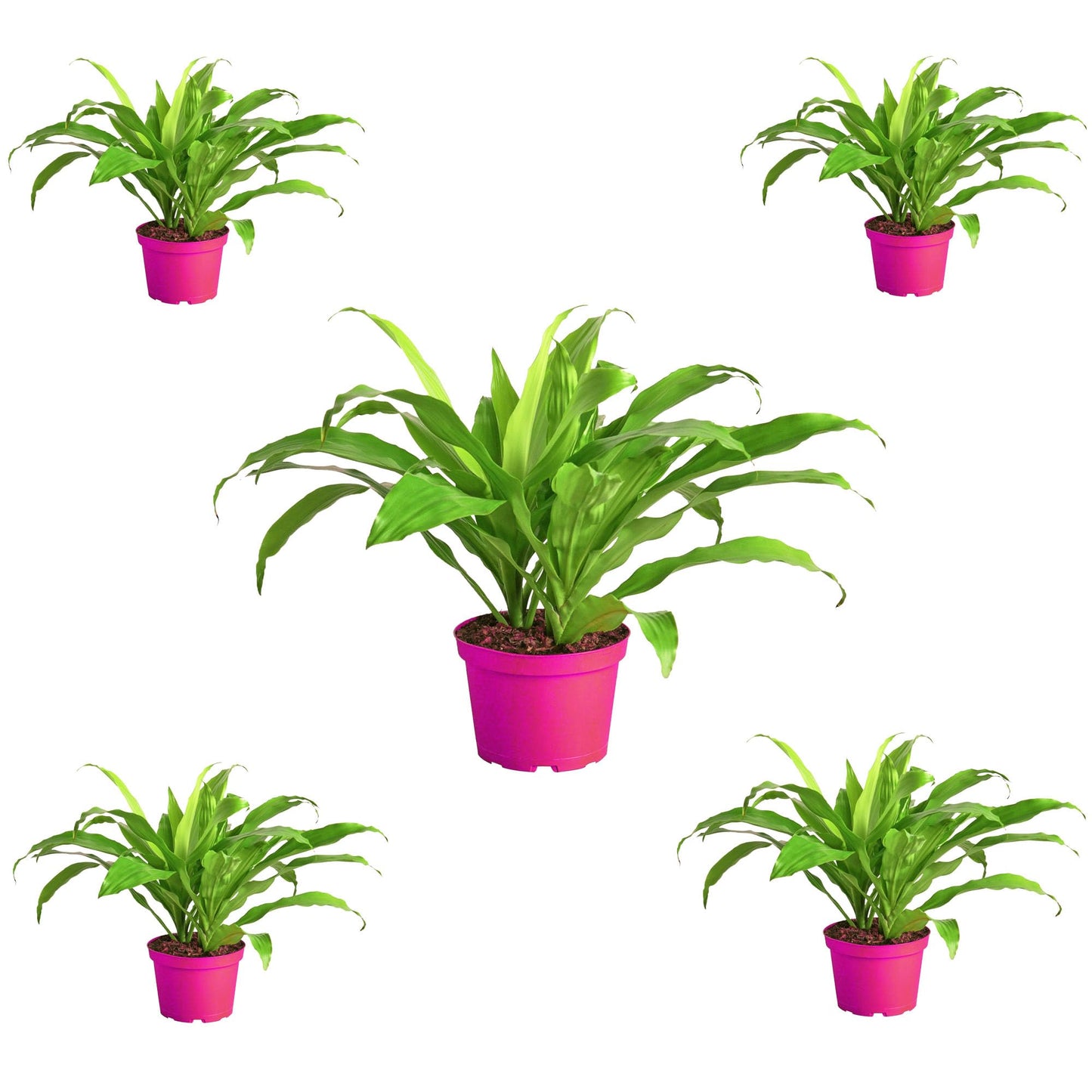 5 Pack Dracaena 'Lime Light' in 6in Pot - Live Plants Tropical Houseplants | Variegated | USA Growers | The Snobby Leaf
