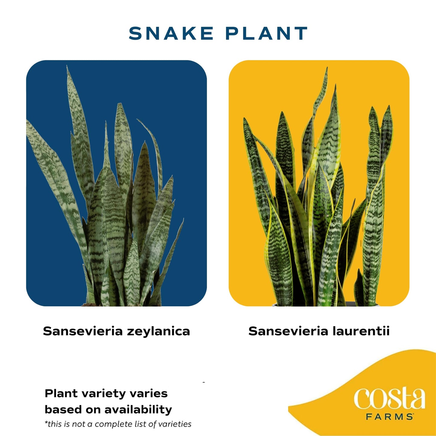 Costa Farms Snake Plant Live Indoor Houseplant in Self-Watering Decor Pot, 12-20 Inches Tall Medium Sansevieria, Low Light Easy Care Live Plant, Unique Housewarming Gift or Office Desk Decor