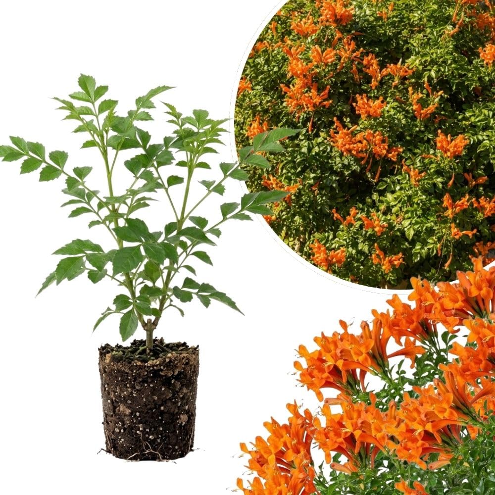 Live Orange Honeysuckle Plant, 6-10 InchTall, Orange Honeysuckle 4 Inch Pot, Climbing Flowering Vine for Outdoor Growing
