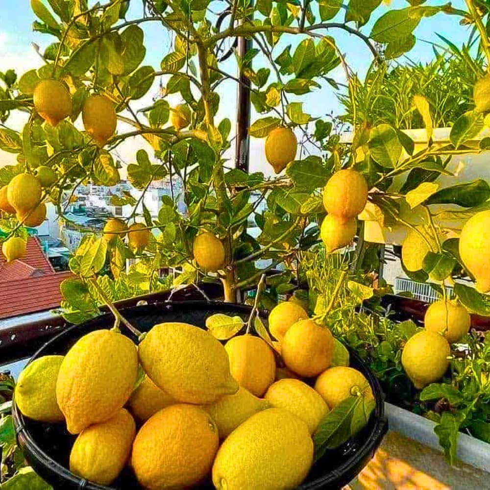 4 Months Old Meyer Lemon Tree Live Plant Seedling Potted, Starter Plant 2 to 3 Inch Tall, Tropical Fruit Outdoor Plant Zones 5-9, Yellow Lemon Lime, Very Hardy, Fragrant Citrus