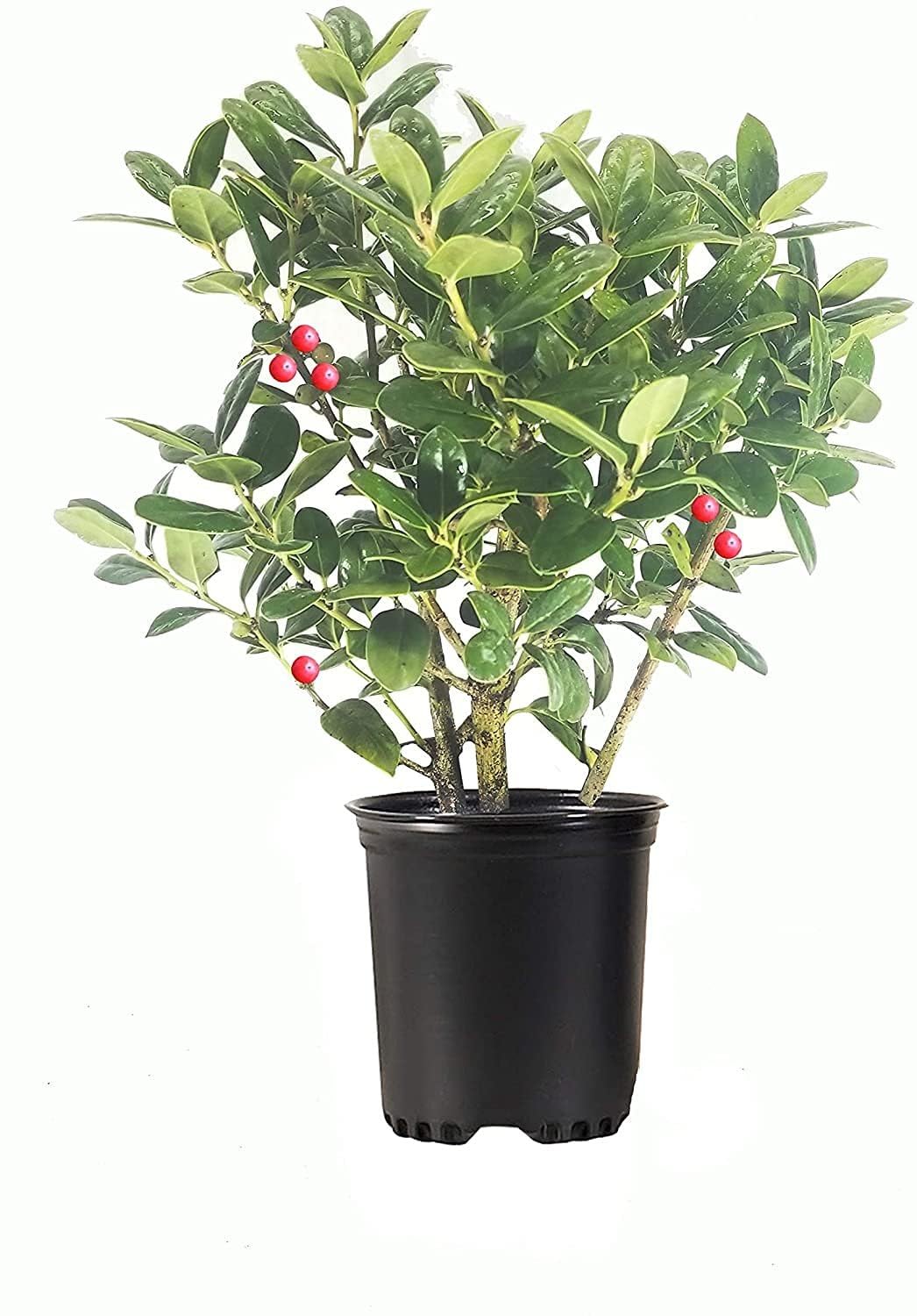 Dwarf Burford Holly | 1 Live Quart Size Plant | Ilex Burfordi Evergreen Hedge Red Berries Shrub Tree