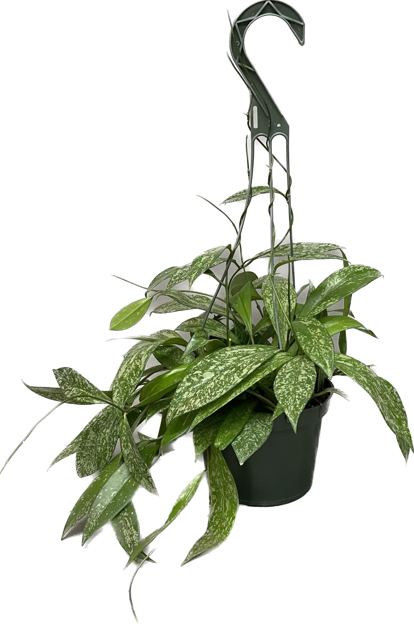 Hoya Publicalyx Splash Red Button - Air Purifying Features - Pet Friendly - Hoya Plants Live Houseplants - Wax Plant (3-4 Plants, 4" Pot)