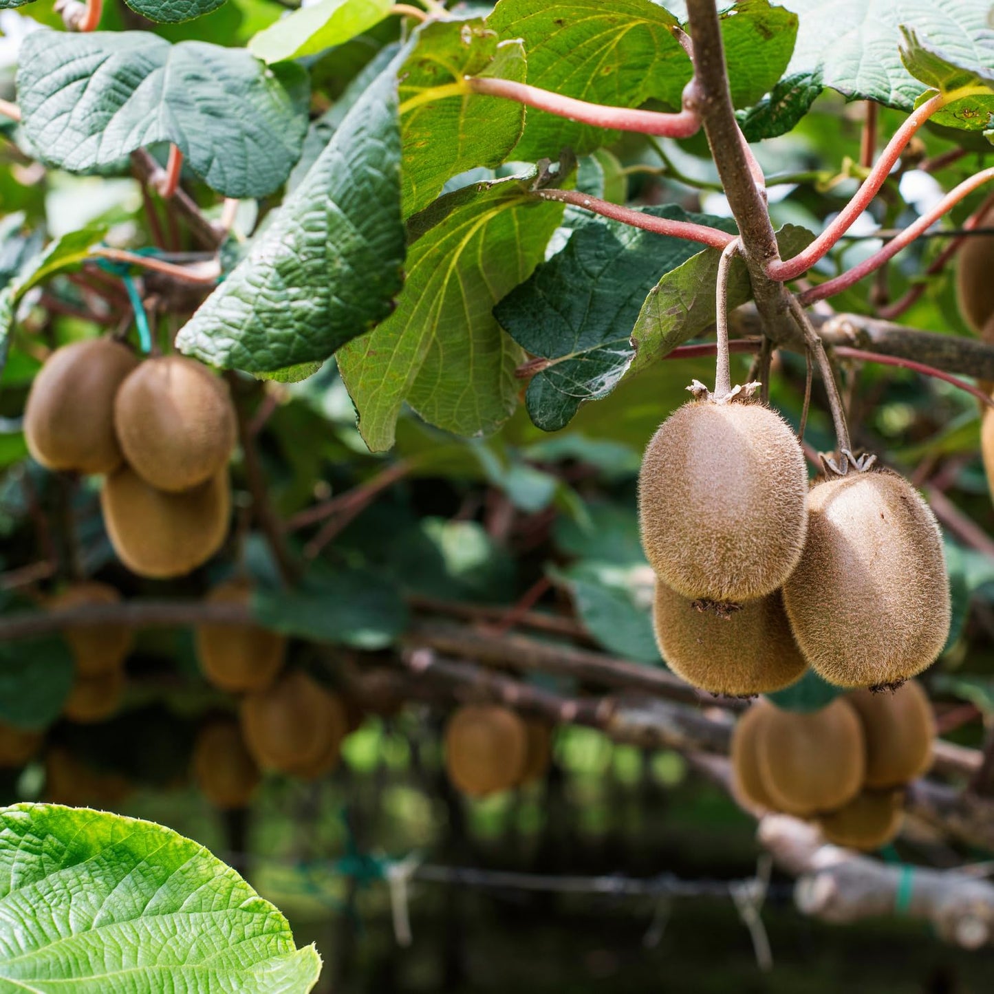 3 Kiwi Tree Live Plants, Cold Hary Kiwi Plants Live from 5 Inc Tall, Easy to Plant Vine Garden
