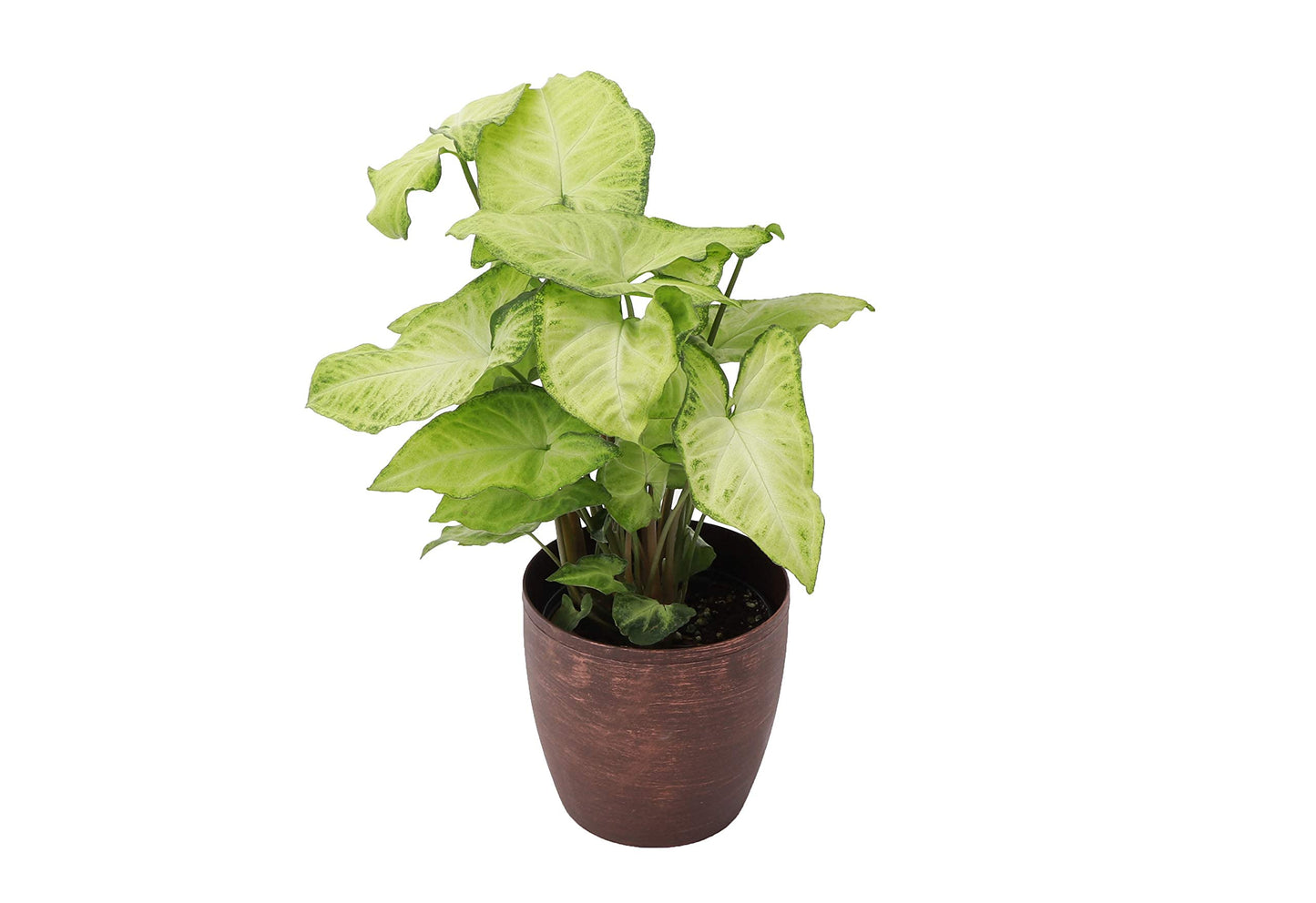 Thorsen's Greenhouse Low Light Houseplant Set, Live Indoor Plants, 3 Pack of Plants, Copper Pots, 4" Diameter