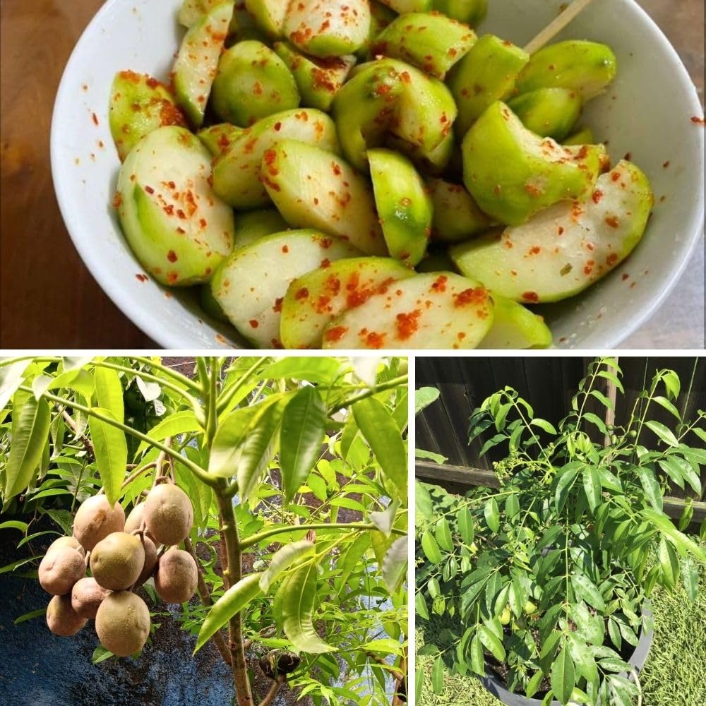 Live June Plum Plants 2-3 Feet Tall in 1 Gallon Pot, June Plum Plants Live, Well-Rooted Tree for Garden Planting