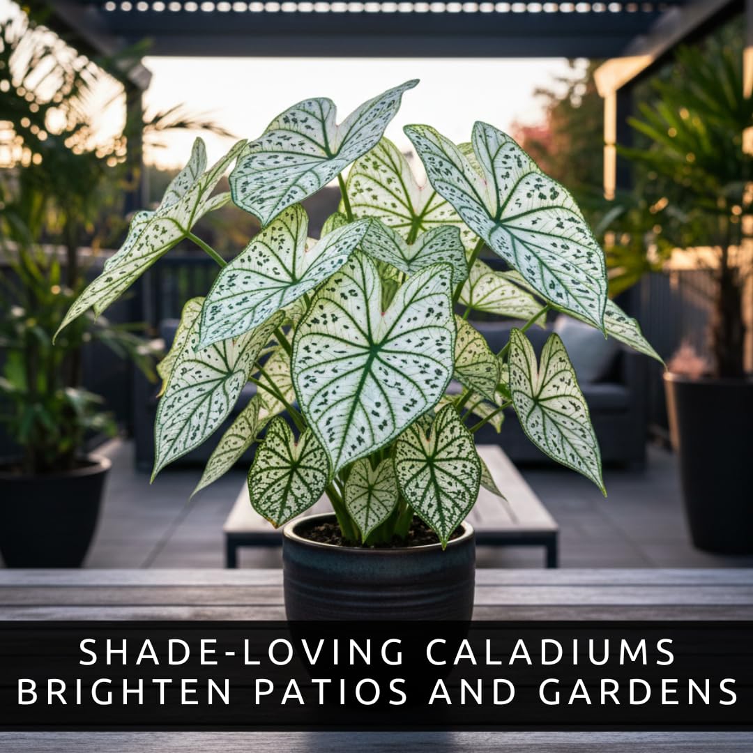 Fancy Green and White Caladium Bulbs for Planting - Easy to Grow Perennial Hosta, Elephant Ears - Great Gift for Plant Lovers (6 Bulbs)