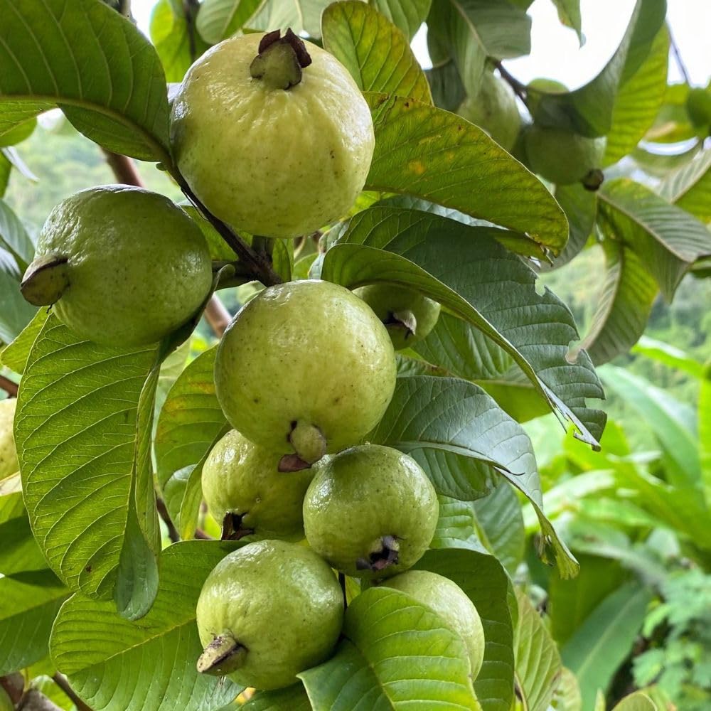 Live White Guava Tree Plant, Guava Tropical Fruit Tree, 2-3 Feet Tall in 3 Gallon Pot, Sweet Fruit for Outdoor Growing, No Ship to CA