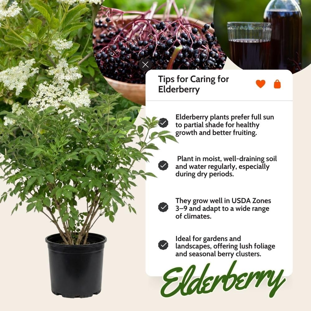 Sweet Black Elderberry Plants Live for Growing 2 to 3ft Tall, Black Elderberry Bush Live Plants, Elderberries Fruits Trees