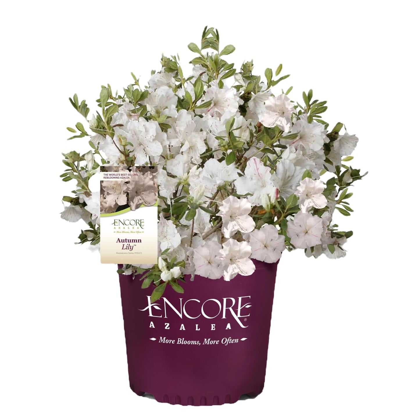 Autumn Lily® Encore® Azalea 3-Gallon