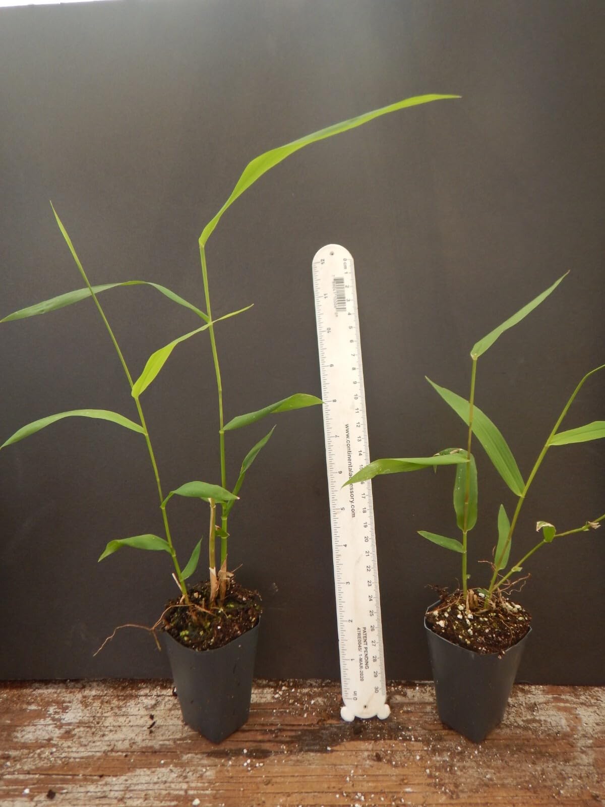 Live Plant - Tiger Grass Thysanolaena Maxima Perennial Grass Small Well Rooted Starter Plant